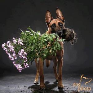 Прикачена снимка