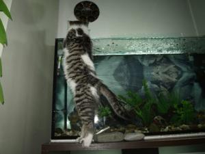 Прикачена снимка
