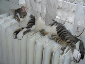 Прикачена снимка