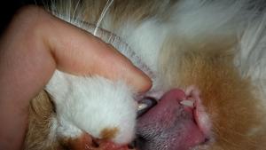 Прикачена снимка