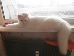 Прикачена снимка