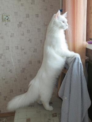 Прикачена снимка