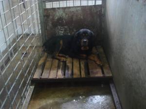 Прикачена снимка