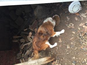 Прикачена снимка