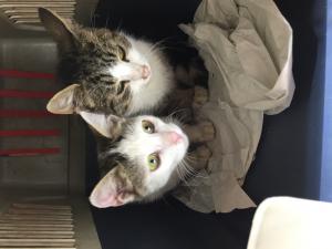 Прикачена снимка