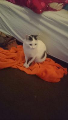 Прикачена снимка