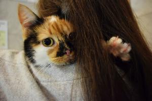 Прикачена снимка