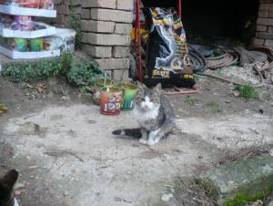 Прикачена снимка