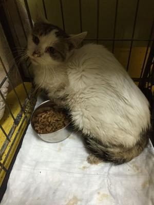 Прикачена снимка