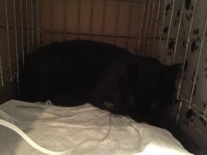 Прикачена снимка