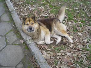Прикачена снимка