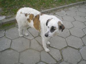 Прикачена снимка