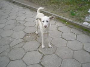 Прикачена снимка