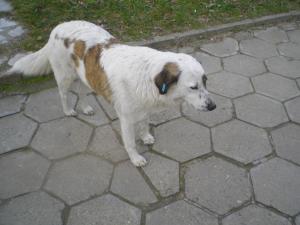 Прикачена снимка