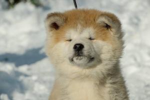 Прикачена снимка