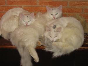 Прикачена снимка