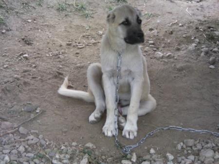 Прикачена снимка