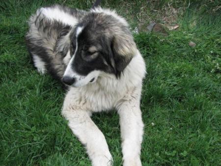 Прикачена снимка