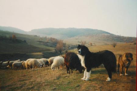 Прикачена снимка