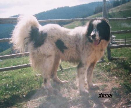 Прикачена снимка