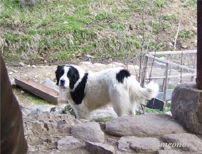 Прикачена снимка