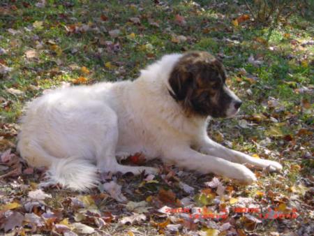 Прикачена снимка