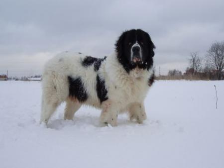 Прикачена снимка