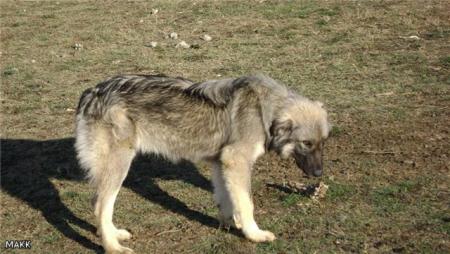 Прикачена снимка