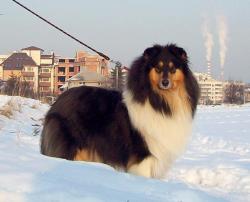 Прикачена снимка