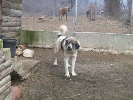 Прикачена снимка