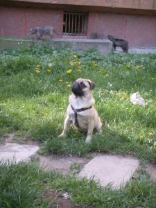 Прикачена снимка