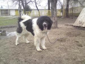 Прикачена снимка