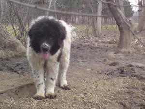 Прикачена снимка