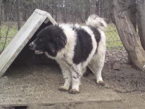 Прикачена снимка