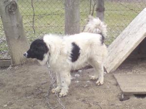 Прикачена снимка