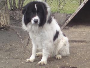 Прикачена снимка