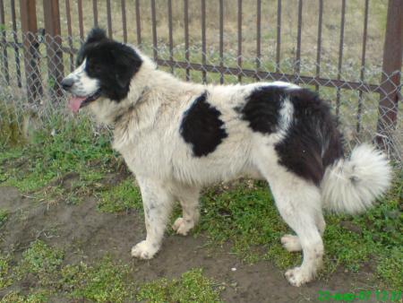 Прикачена снимка