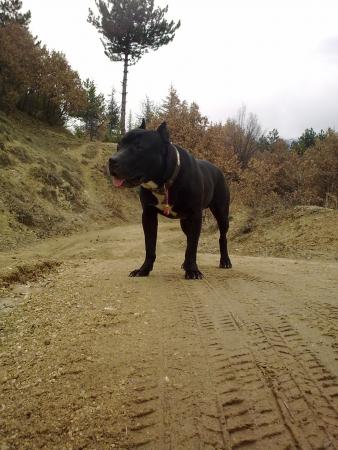 Прикачена снимка