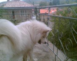Прикачена снимка
