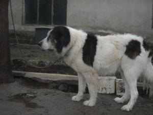 Прикачена снимка