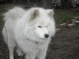 Прикачена снимка