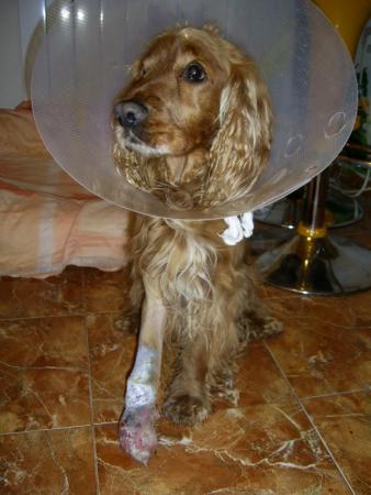Прикачена снимка