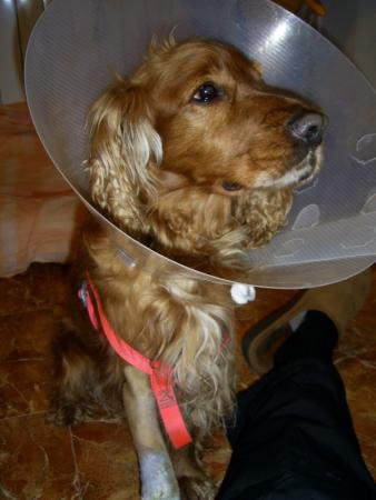 Прикачена снимка