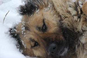 Прикачена снимка