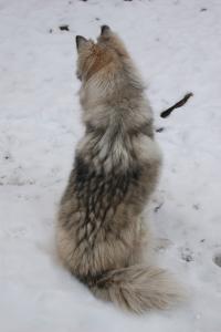 Прикачена снимка