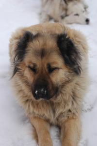 Прикачена снимка