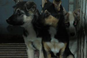Прикачена снимка