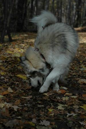 Прикачена снимка