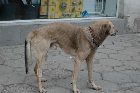 Прикачена снимка