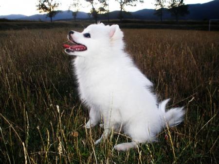 Прикачена снимка